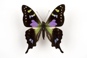 Graphium weiskei