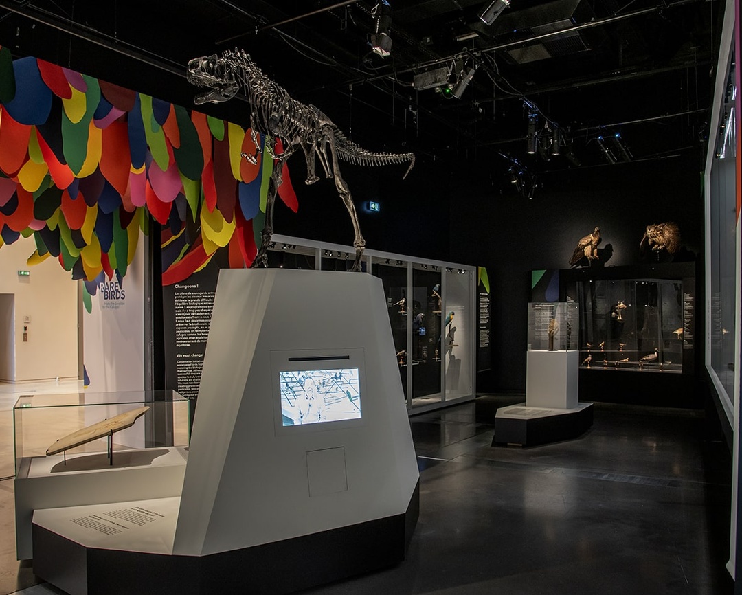 Exposition L’oiseau rare, de l’hirondelle au kakapo