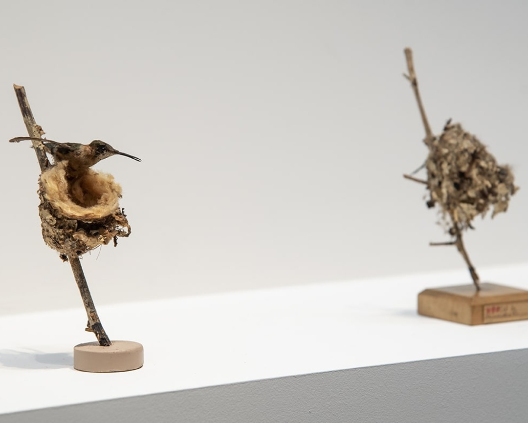 Exposition L’oiseau rare, de l’hirondelle au kakapo