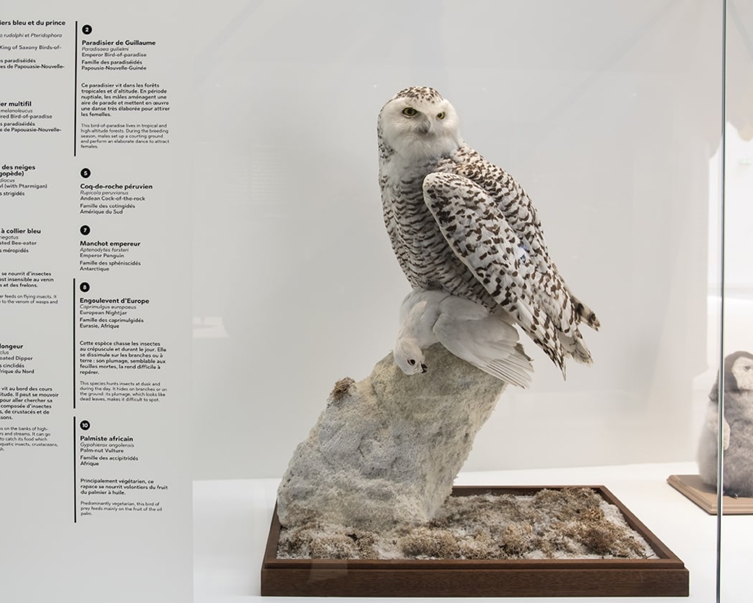 Exposition L’oiseau rare, de l’hirondelle au kakapo