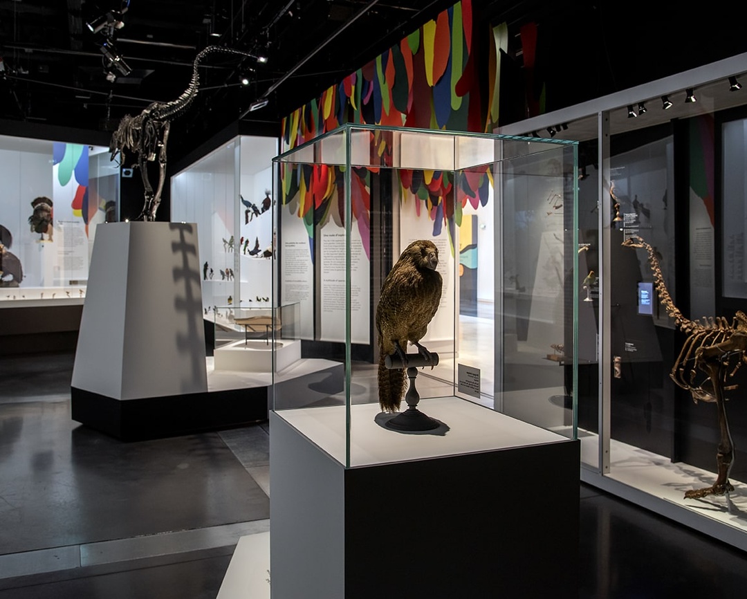 Exposition L’oiseau rare, de l’hirondelle au kakapo