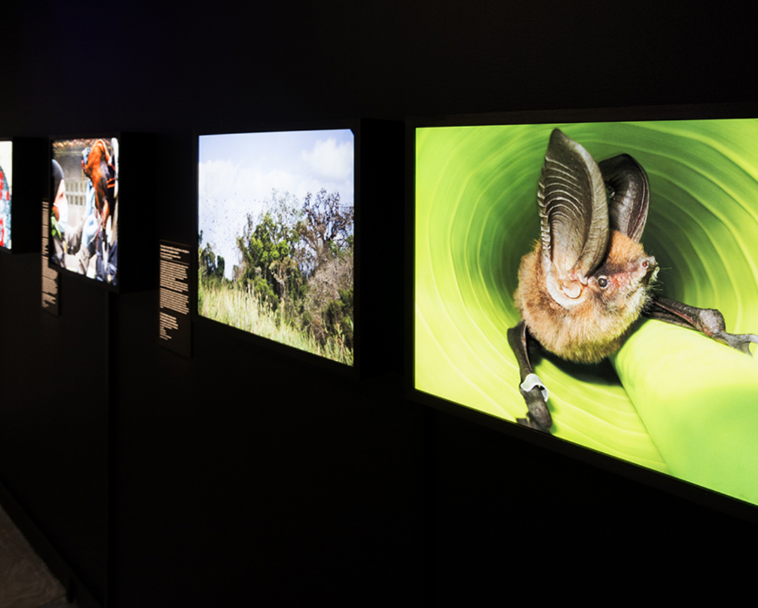 Exposition Épidémies, prendre soin du vivant