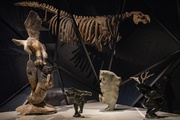 Exposition Espèces, la maille du vivant
