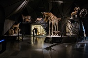 Exposition Espèces, la maille du vivant