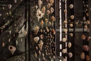 Exposition Espèces, la maille du vivant