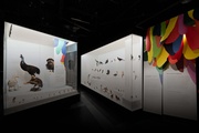 Exposition L'oiseau rare de l’hirondelle au kakapo