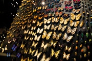 Exposition Espèces, la maille du vivant