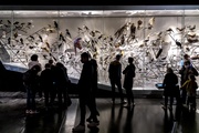 Exposition Espèces, la maille du vivant