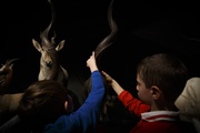 La ronde des animaux
