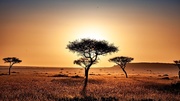 Savane africaine