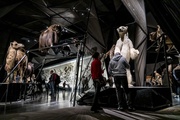Exposition Espèces, la maille du vivant