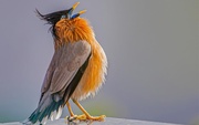 atelier moi aussi je siffle comme un oiseau