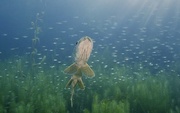 Projection Le fleuve invisible