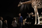 La ronde des animaux