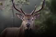 Exposition En forêt avec Vincent Munier