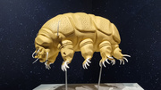 Tardigrade exposition Trop forts !