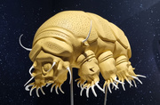 Tardigrade exposition Trop forts !