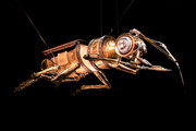 Nocturne bestiaire utopique