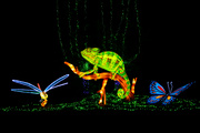 Festival Lumières Sauvages du Wow Safari Peaugres