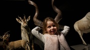 La ronde des animaux