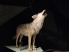 Loup dans l'exposition Espèces la maille du vivant