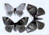 Fonds Henri Testout, photographies de papillons pour un travail préparant des publications : photographie de trois papillons Automeris sibylla, A. aspersus et A. peruviana (sans date).