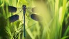 Balade : botanique et insectes aux abords du musée