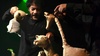 Marjan, le dernier lion d’Afghanistan