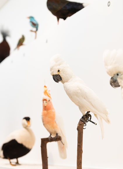 Exposition L'oiseau rare, de l'hirondelle au kakapo