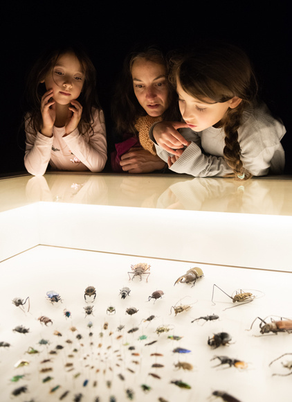 Exposition Coléoptères, insectes extraordinaires