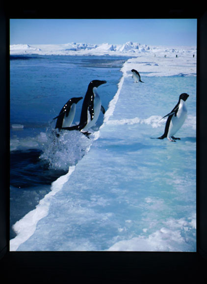 Exposition Antarctica