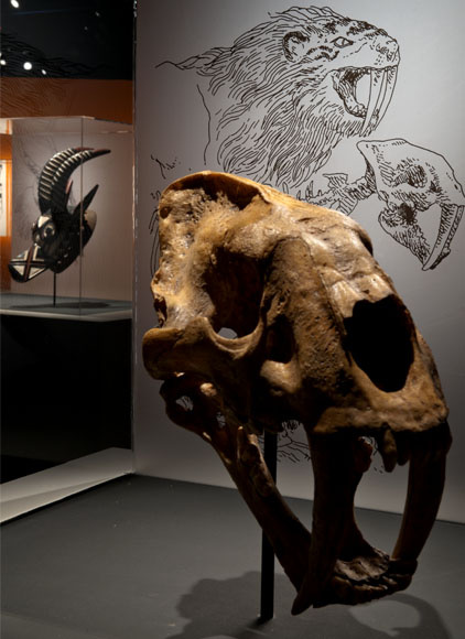 Exposition T’imagines ? Boulet au musée des Confluences