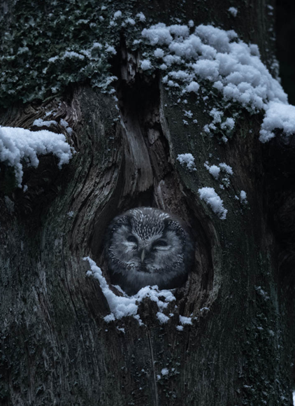 Exposition En forêt avec Vincent Munier