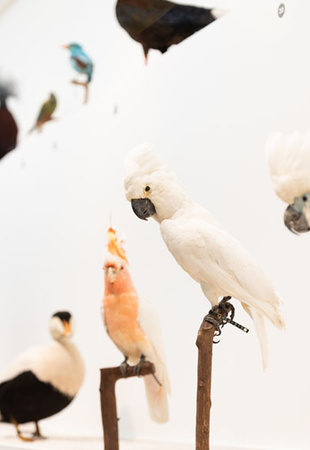 Exposition L'oiseau rare, de l'hirondelle au kakapo