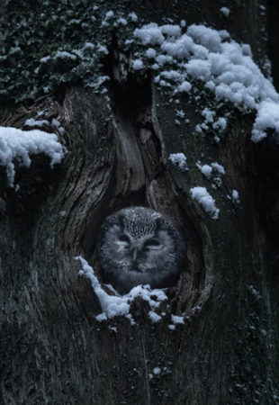 Exposition En forêt avec Vincent Munier