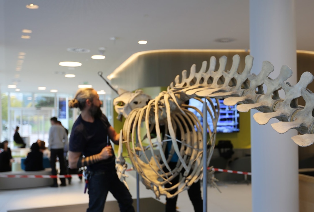 Installation d'un squelette de narval chez Boehringer Ingelheim