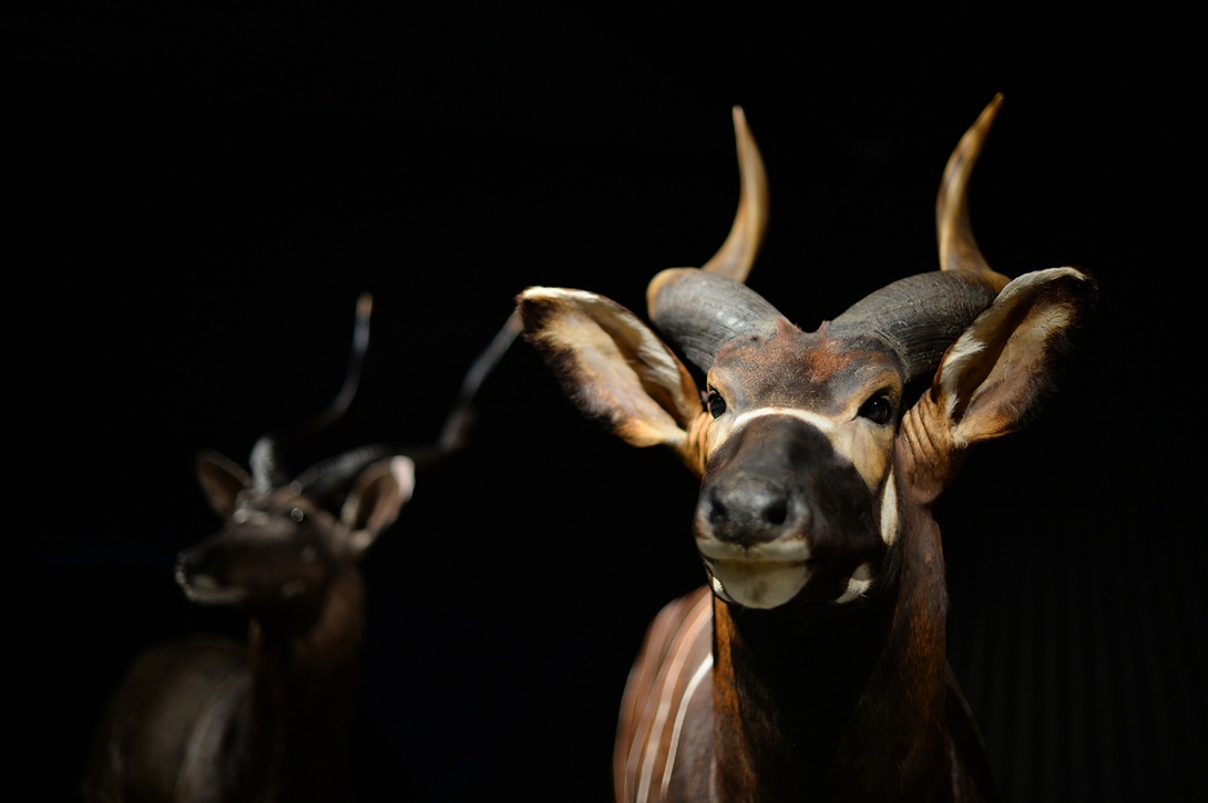 Antilopes dans l'exposition Espèces la maille du vivant 